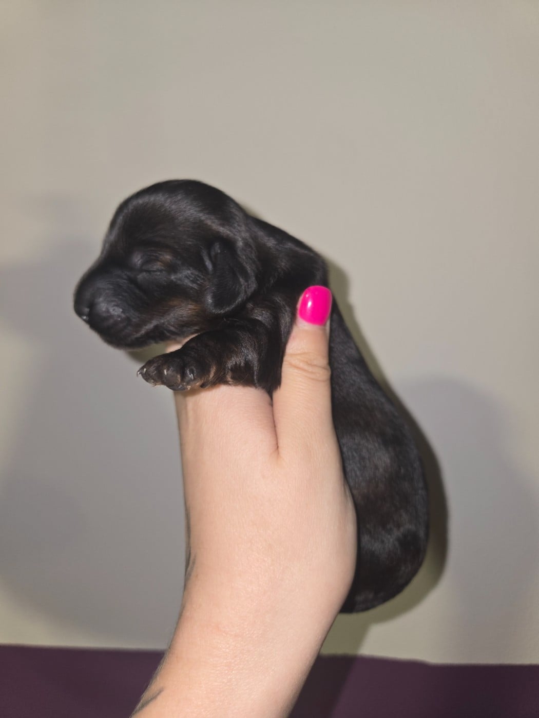 Chiot N°4