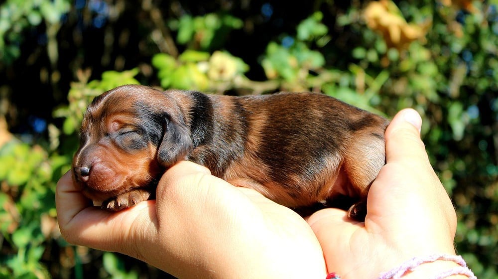 Chiot N°4