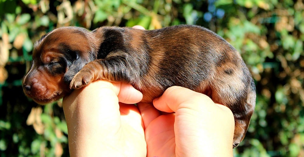 Chiot N°4