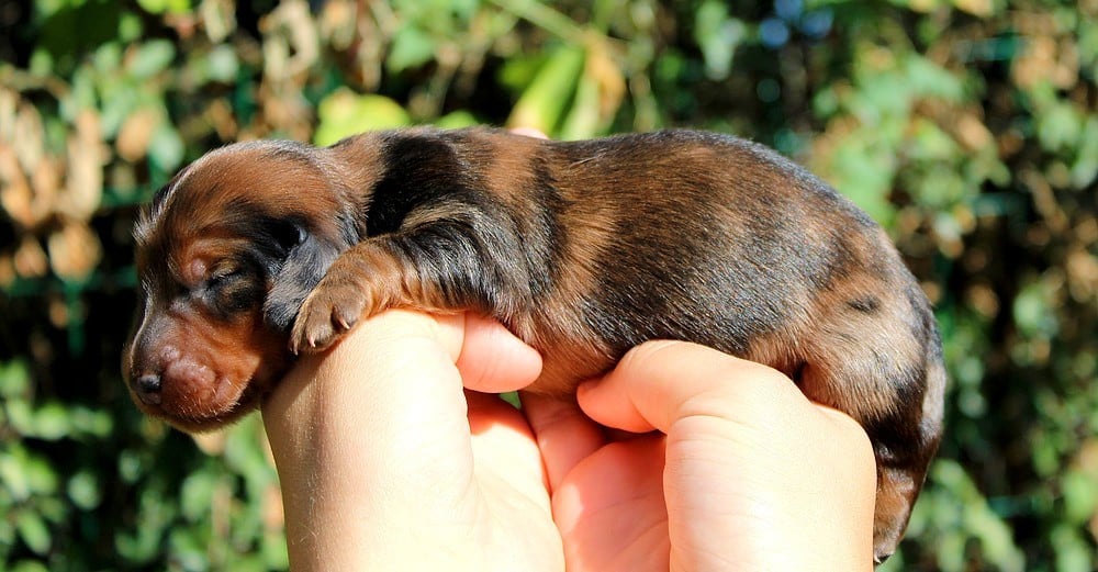 Chiot N°4