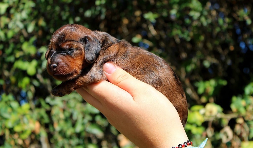 Chiot N°5