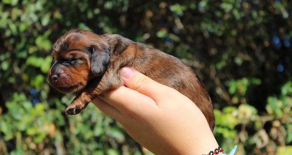 Chiot N°5