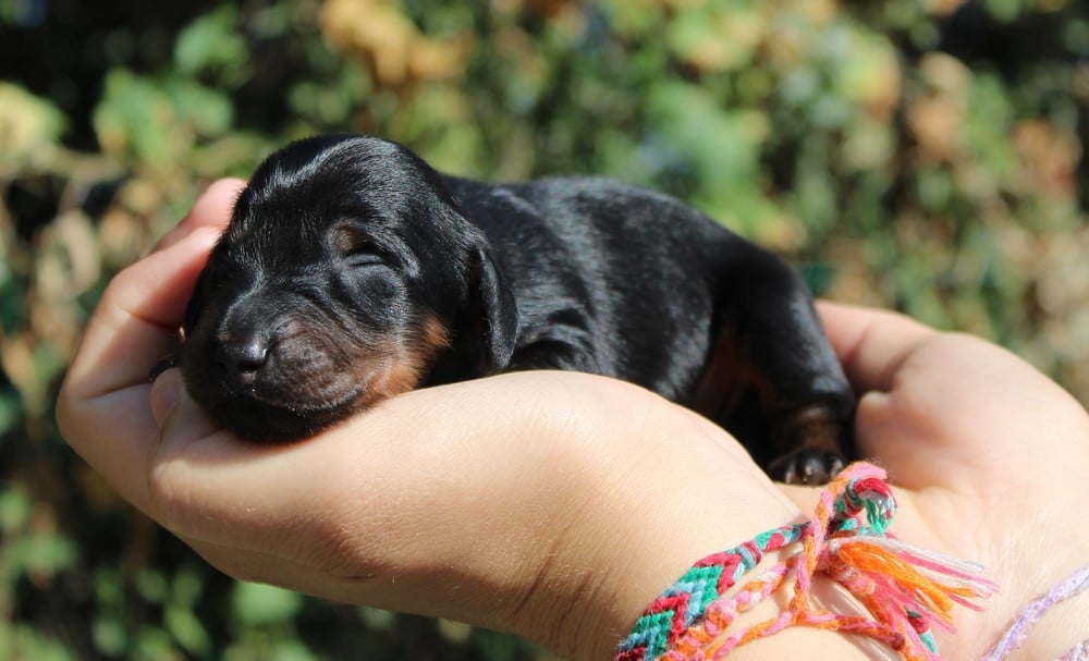 Chiot N°3
