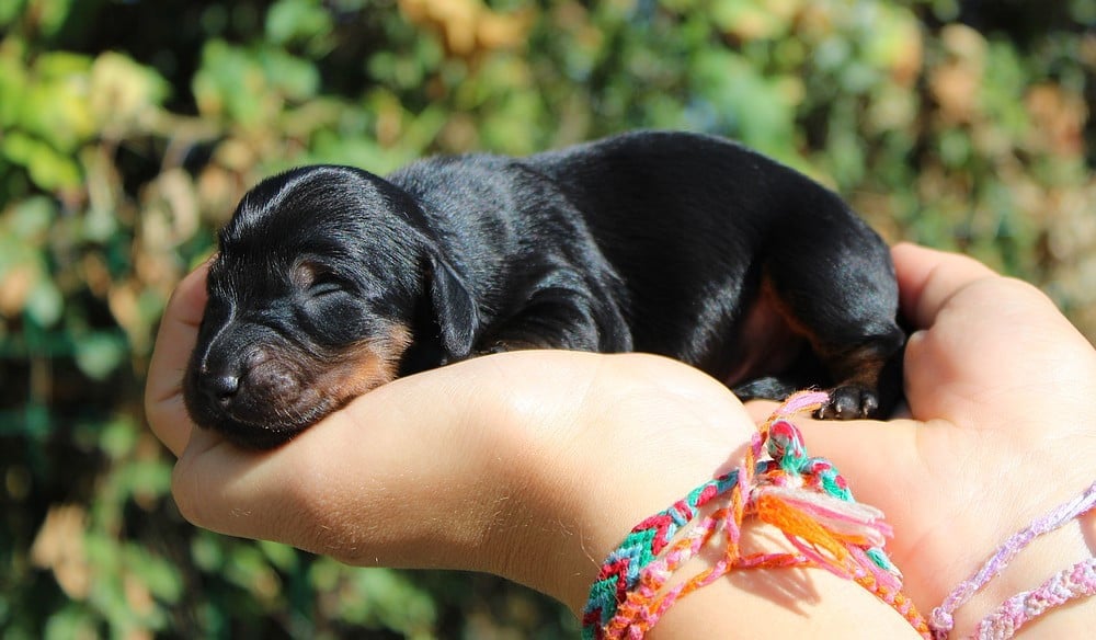 Chiot N°3