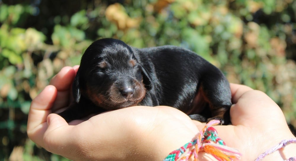 Chiot N°3