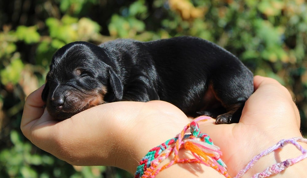 Chiot N°3