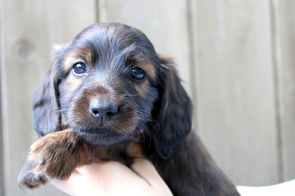 Chiot N°1