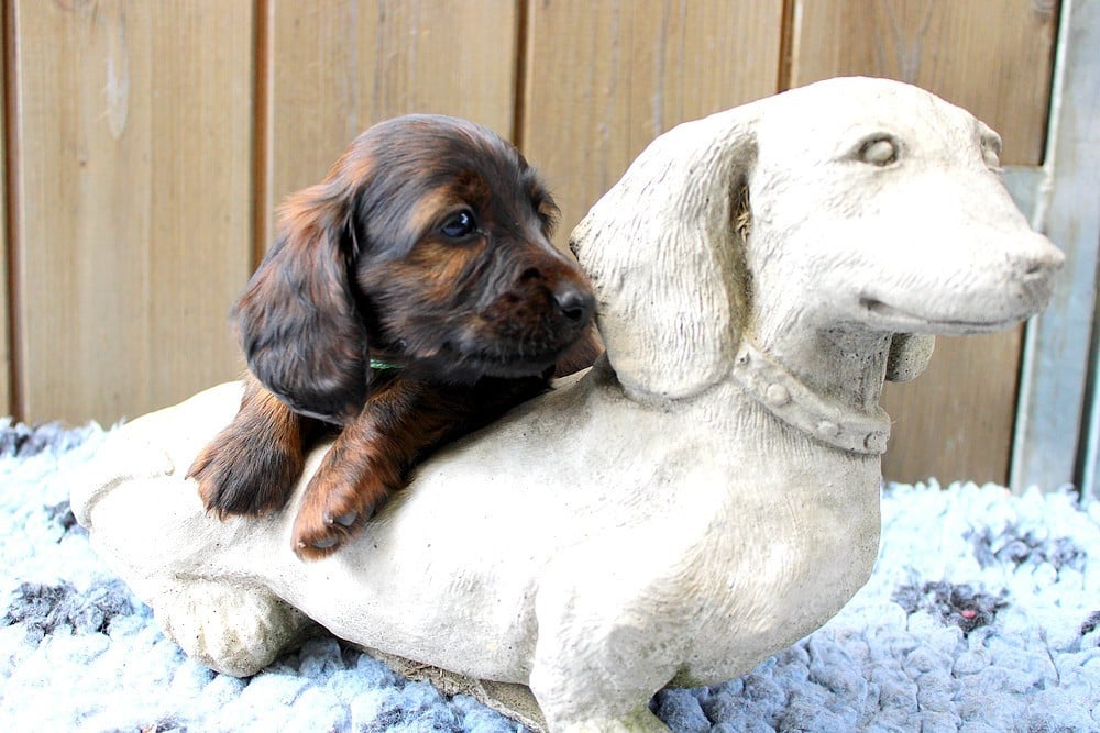 Chiot N°1
