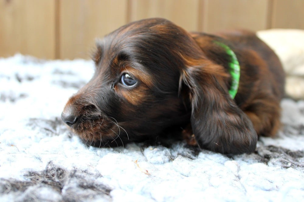 Chiot N°1