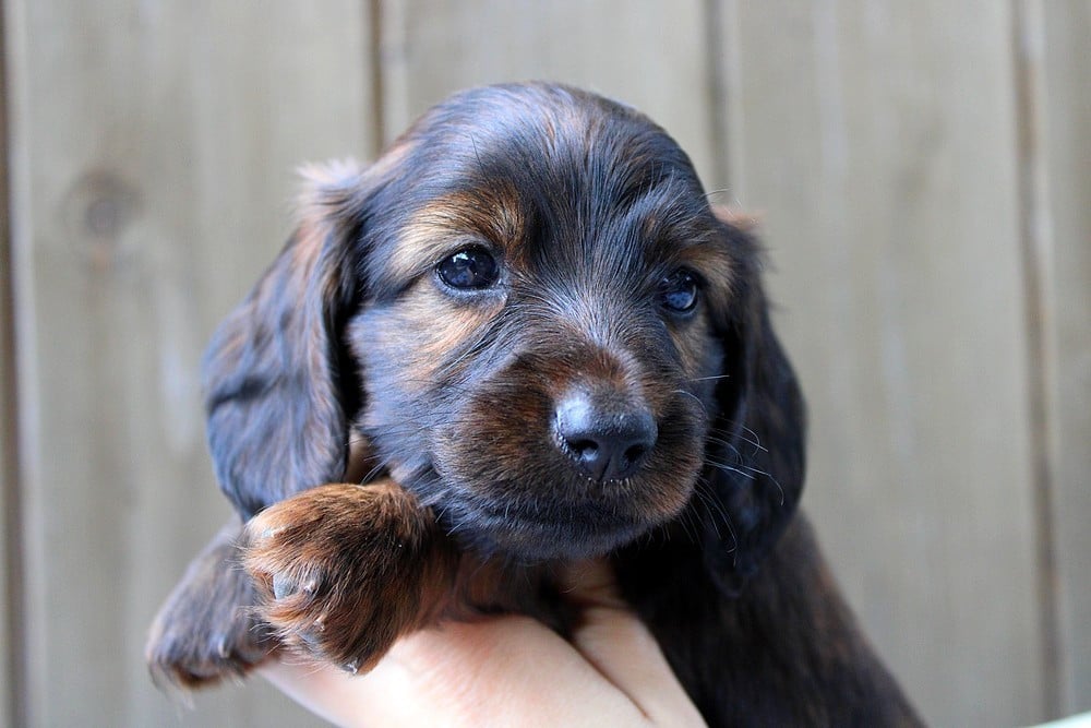 Chiot N°1
