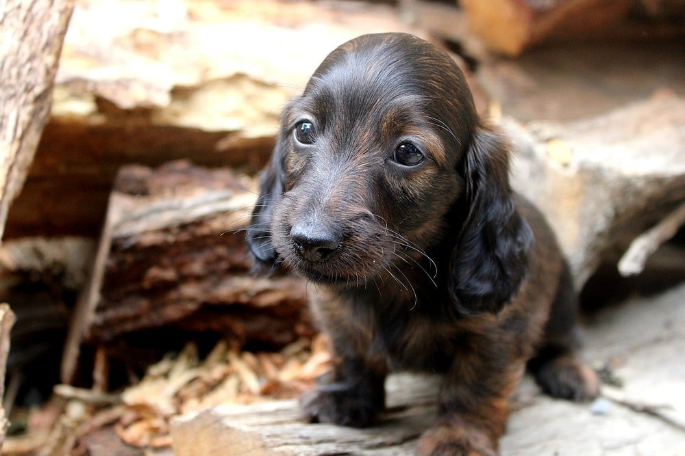 Chiot N°2