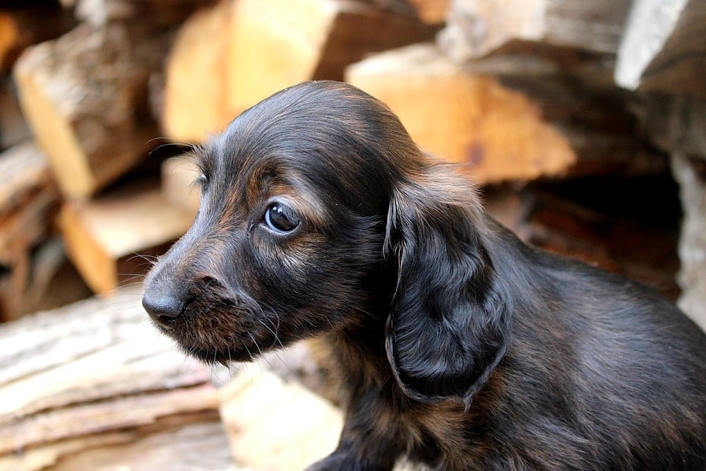 Chiot N°2