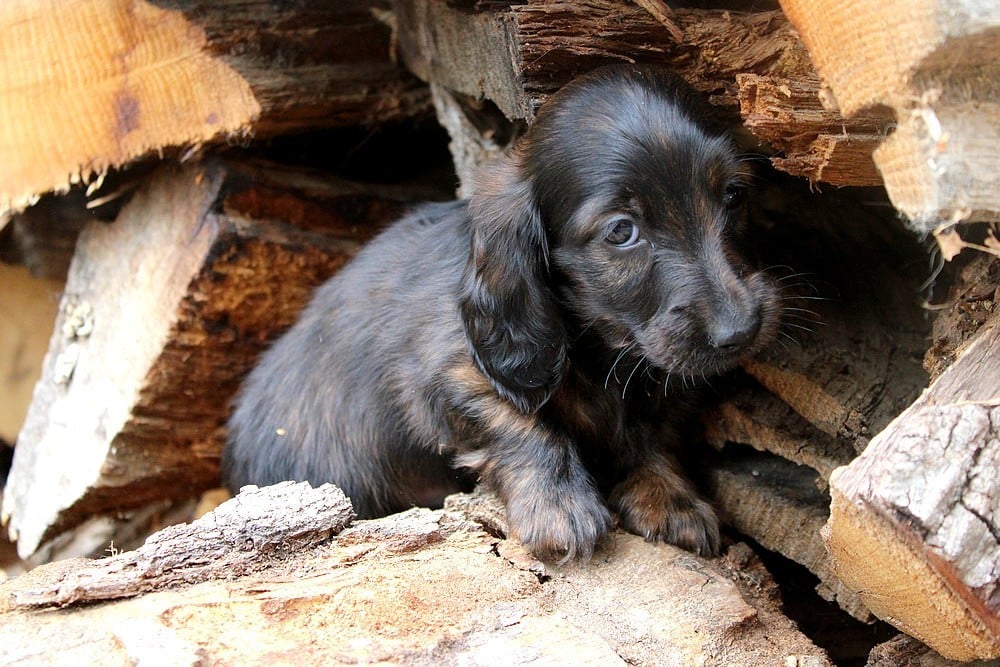 Chiot N°2