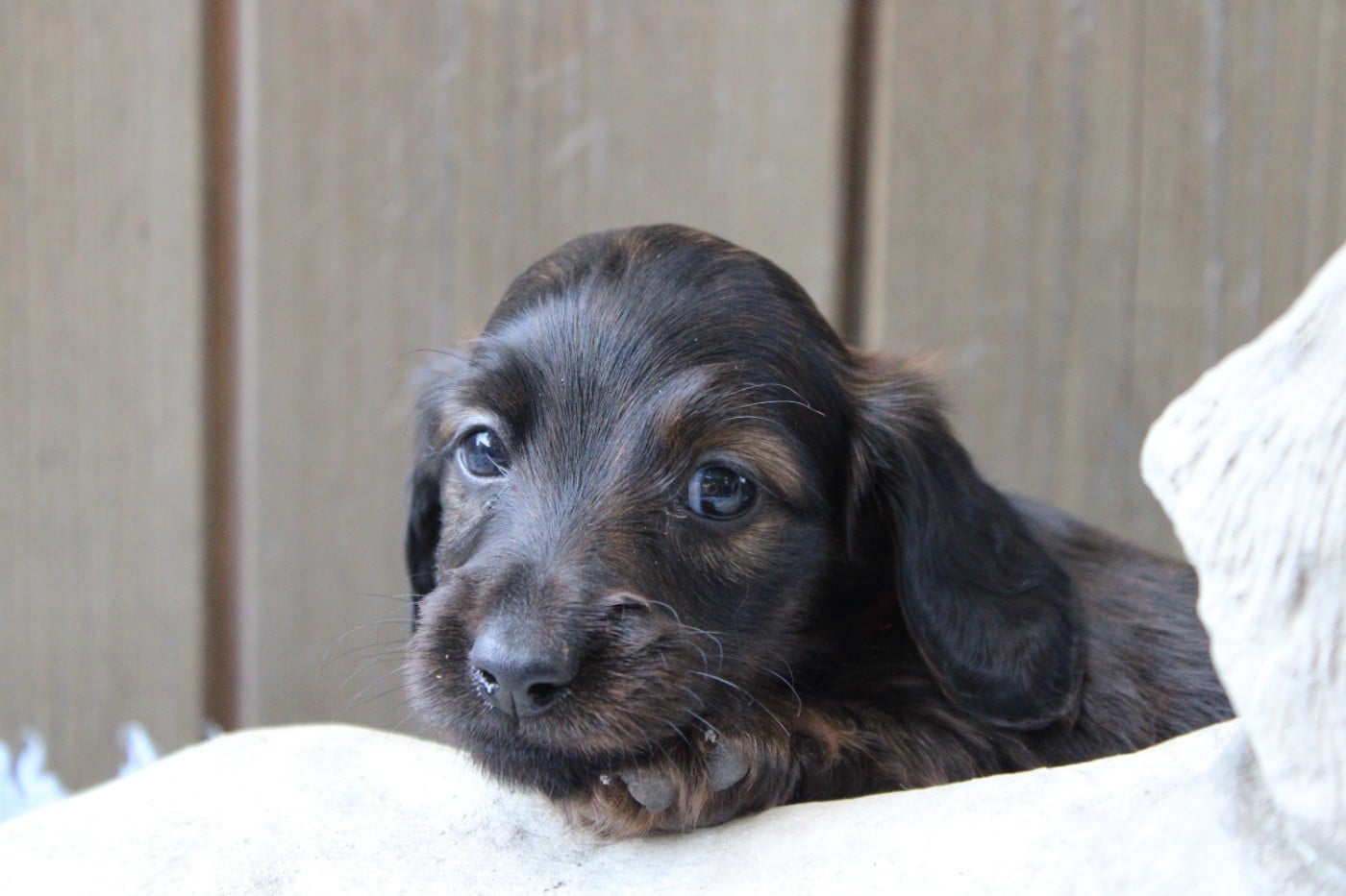 Chiot N°2