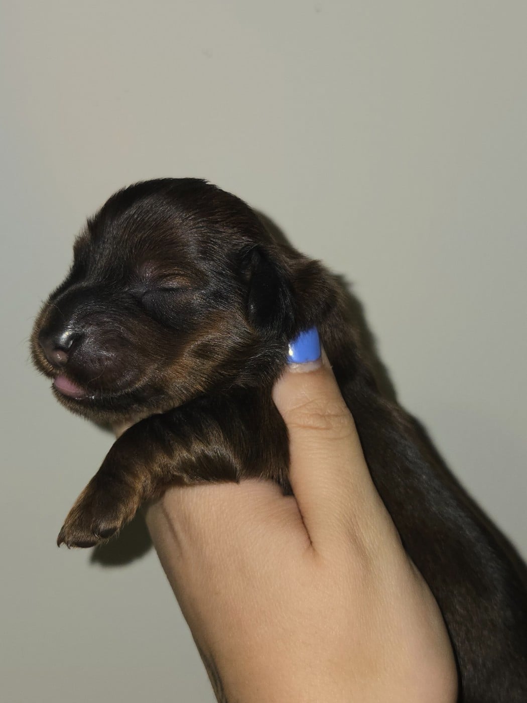 Chiot N°2