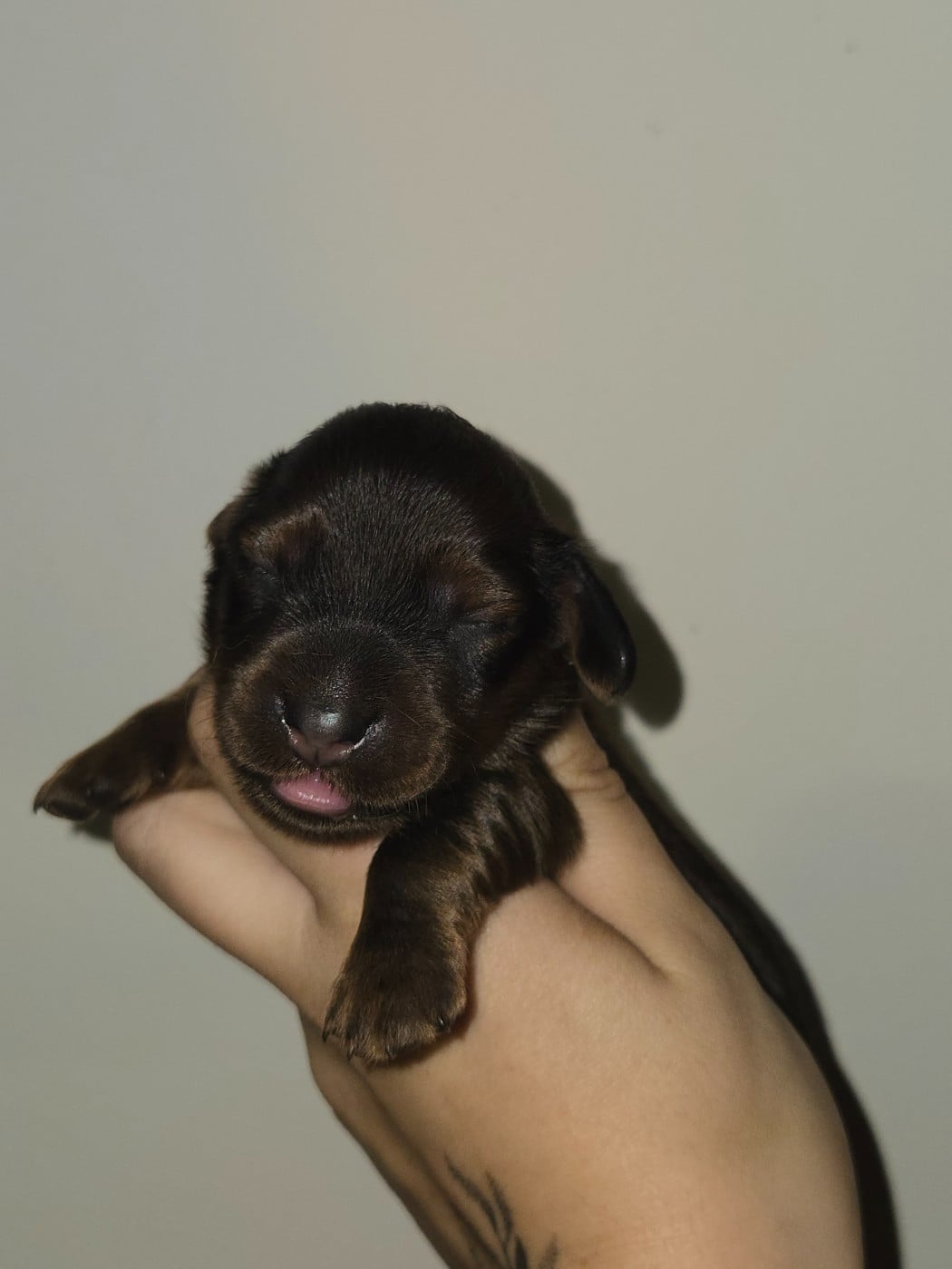 Chiot N°2