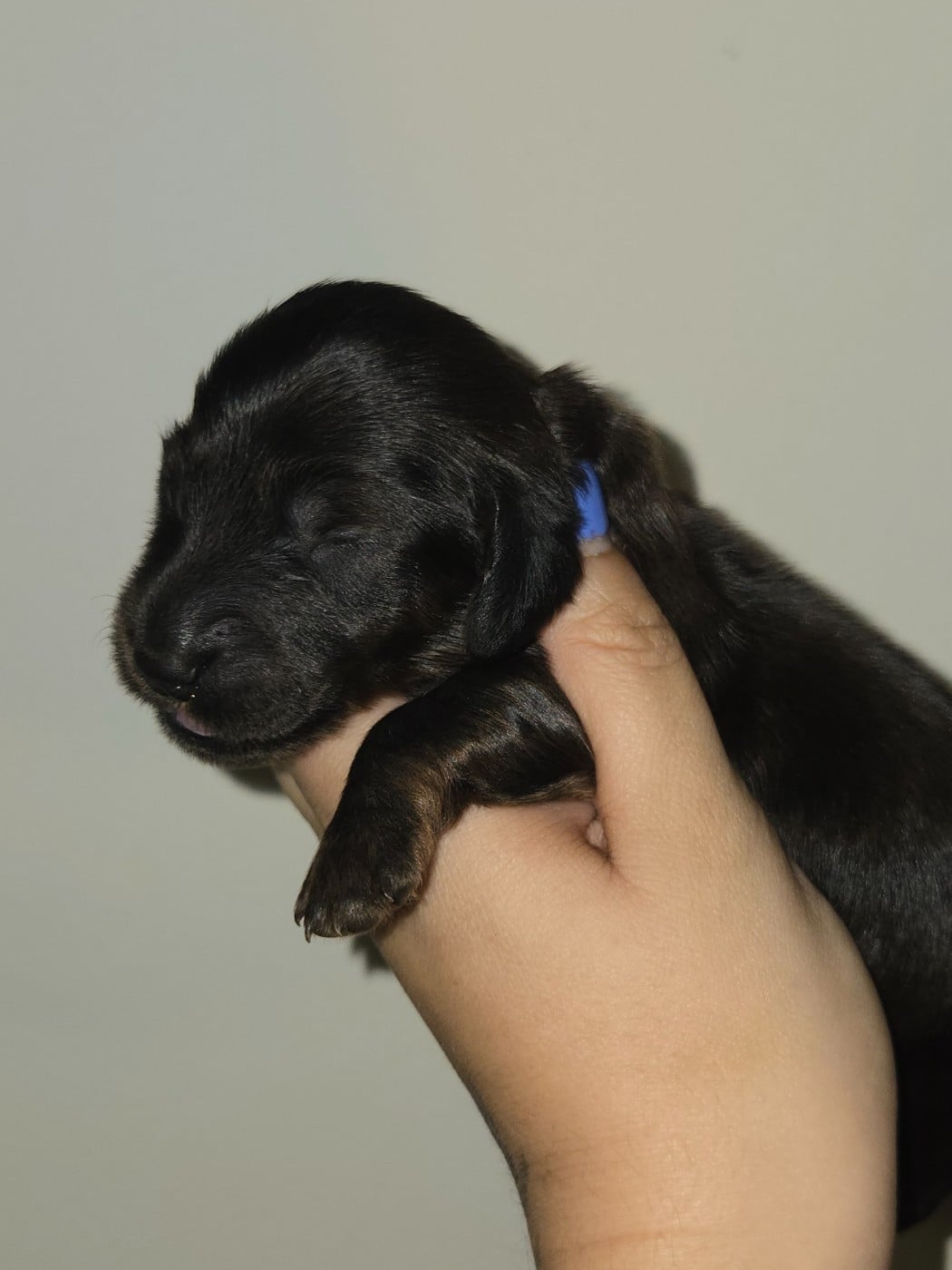 Chiot N°3