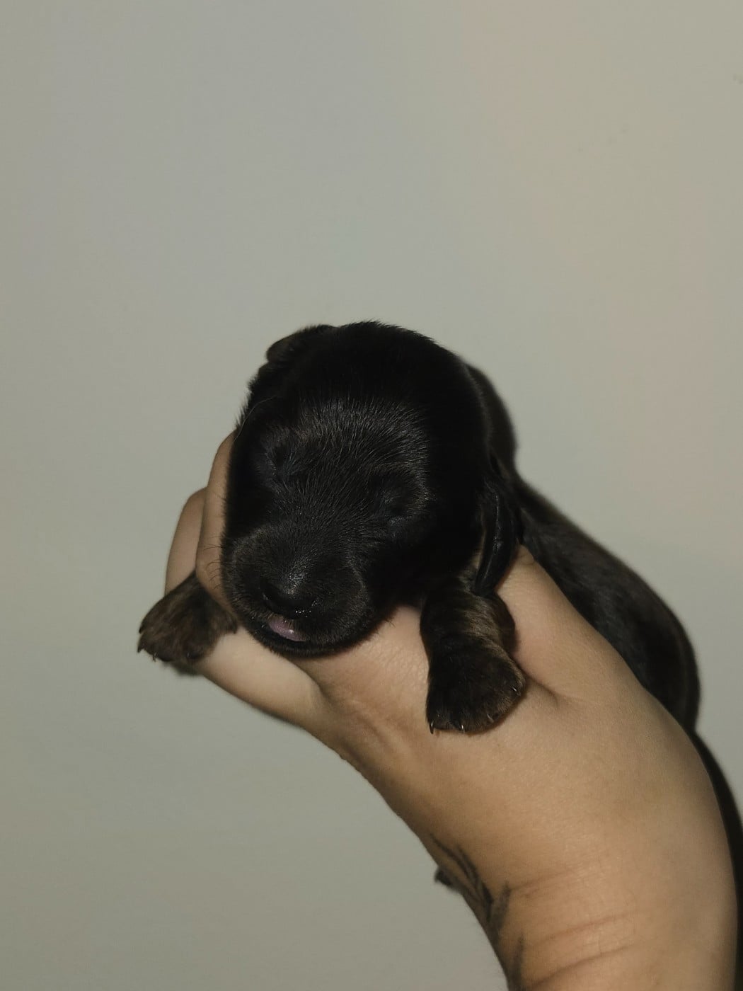 Chiot N°3