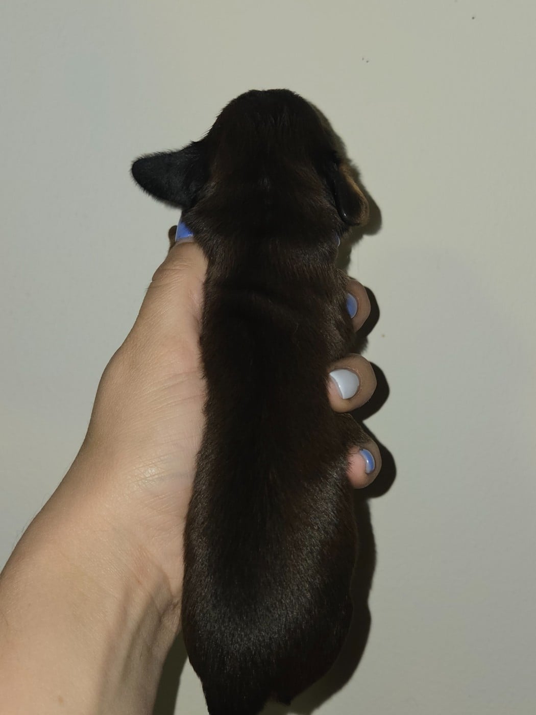 Chiot N°3