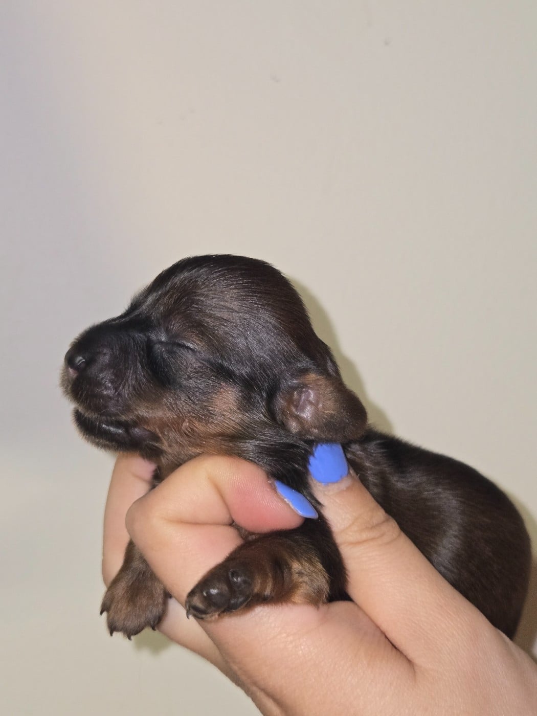 Chiot N°4