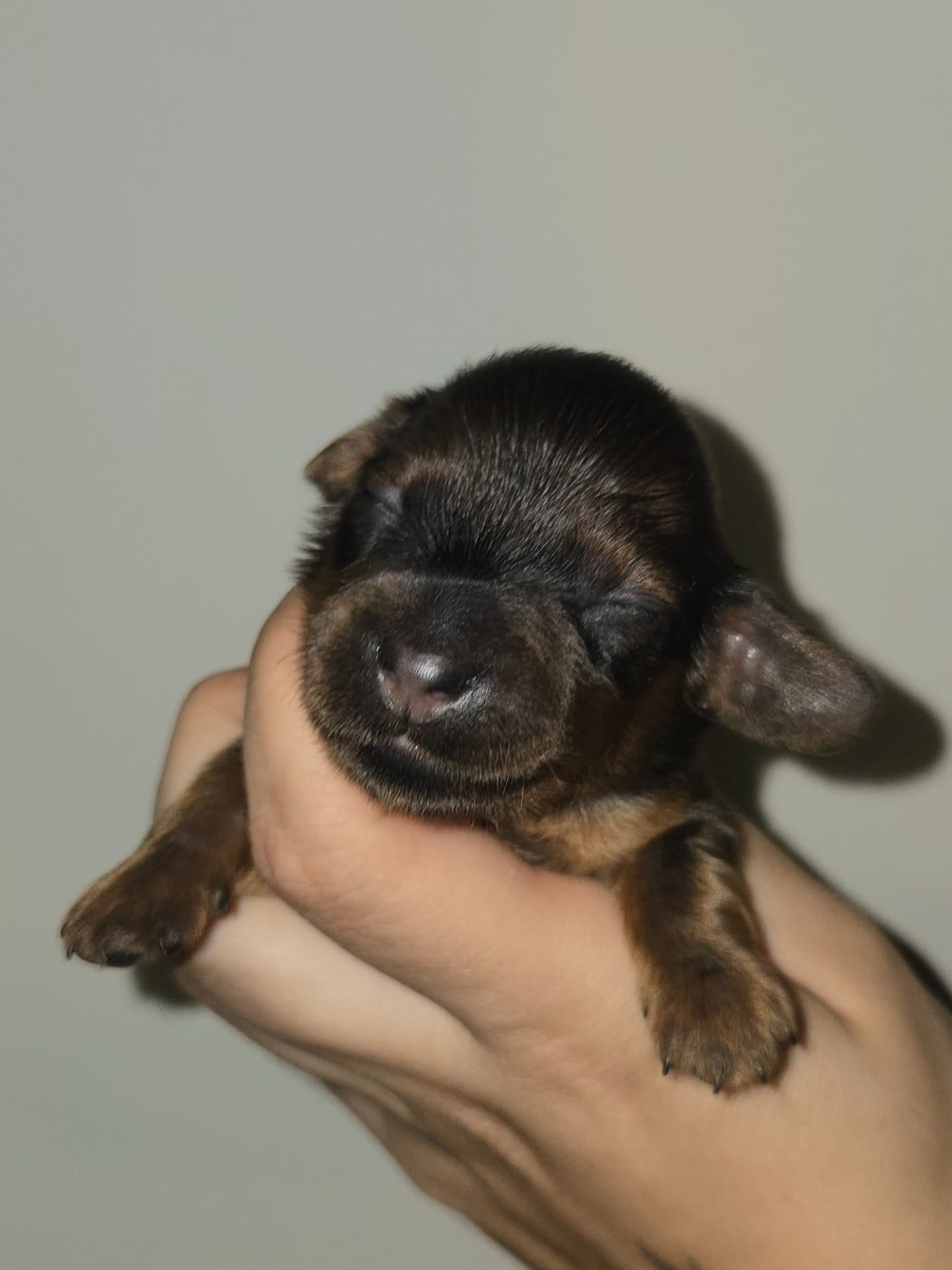 Chiot N°4