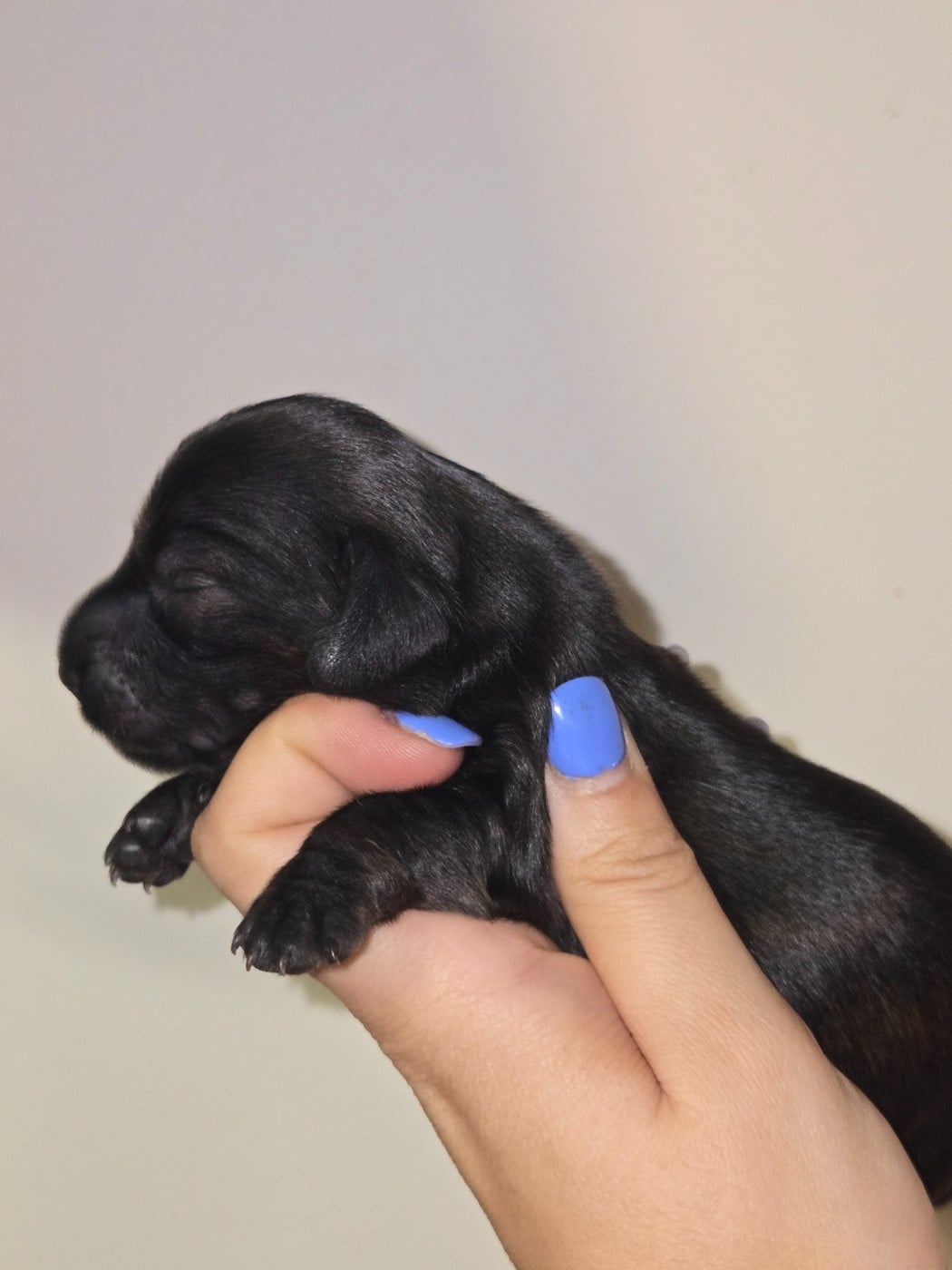 Chiot N°5