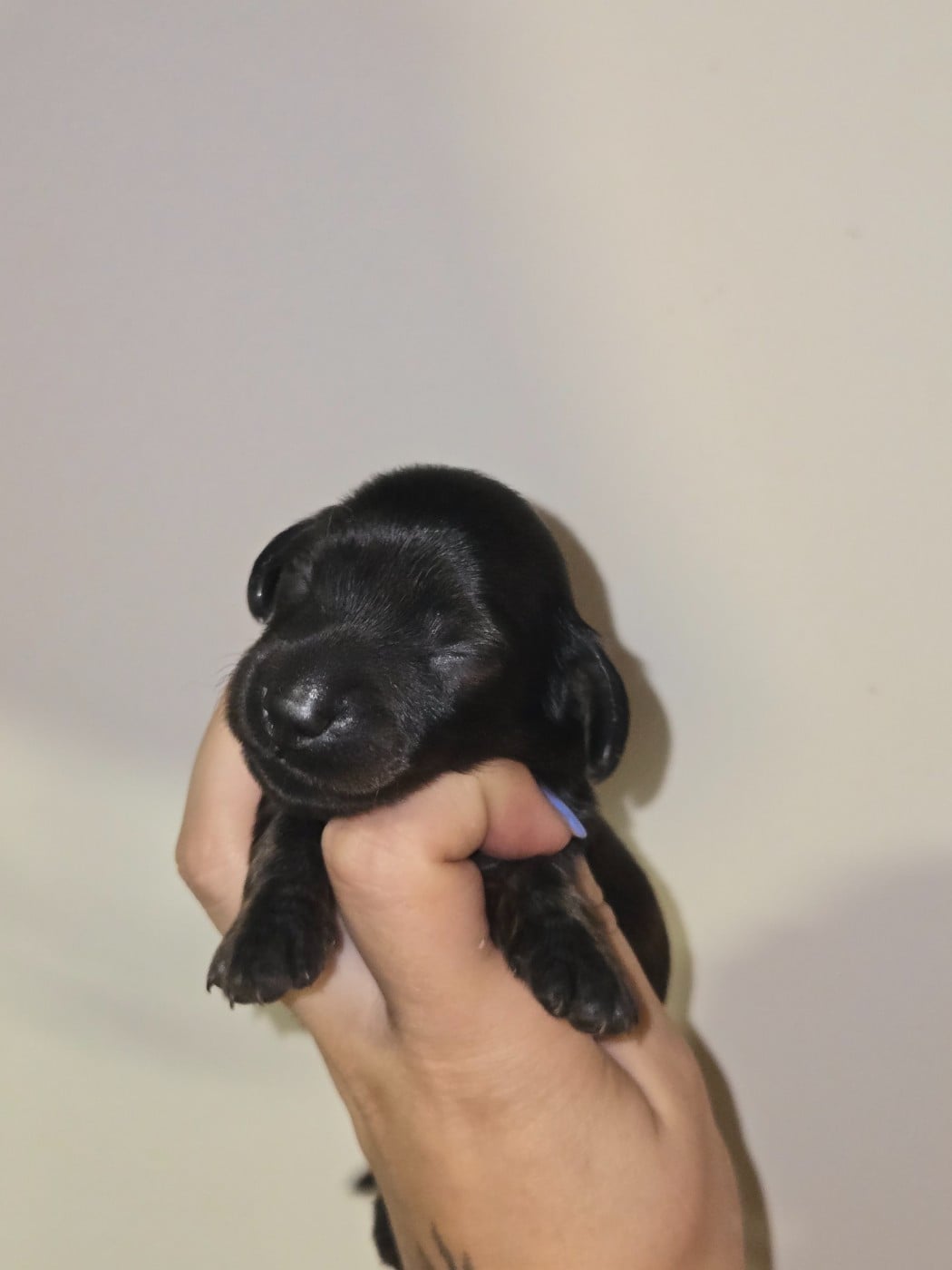 Chiot N°5