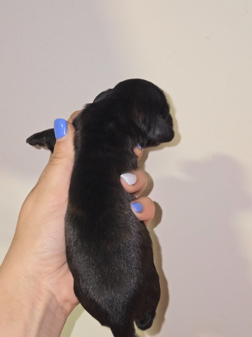 Chiot N°5