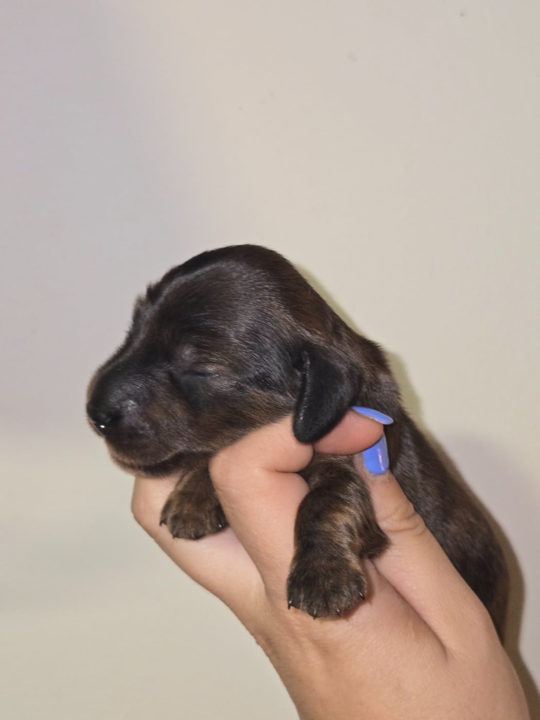 Chiot N°1
