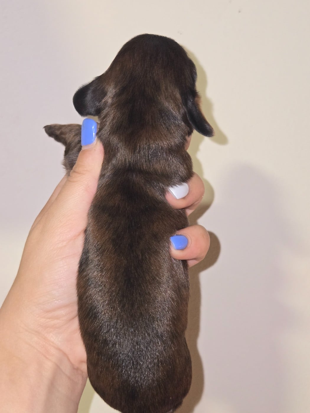 Chiot N°1