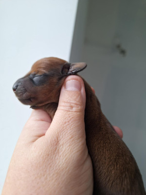 Les chiots de Teckel poil ras