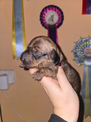 Les chiots de Teckel poil ras