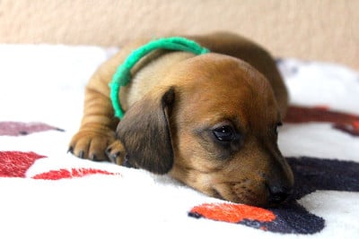 Les chiots de Teckel poil ras