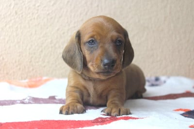 Les chiots de Teckel poil ras
