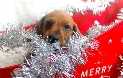 Les chiots de Teckel poil ras