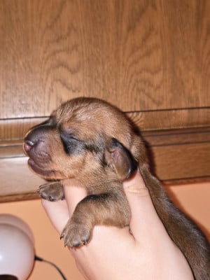 CHIOT 2 - Teckel poil ras