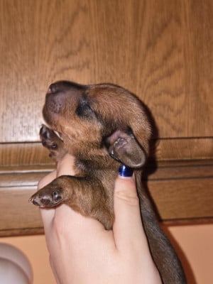 CHIOT 3 - Teckel poil ras