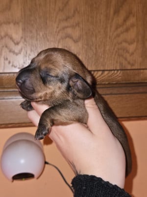 CHIOT 4 - Teckel poil ras