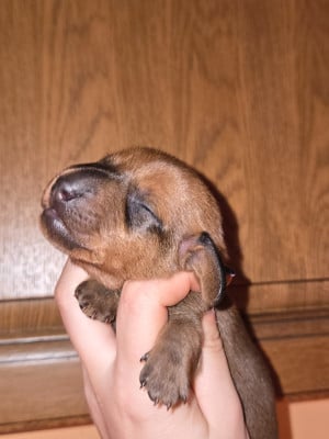 CHIOT 5 - Teckel poil ras