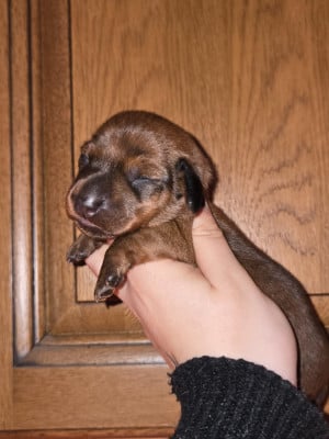 CHIOT 6 - Teckel poil ras