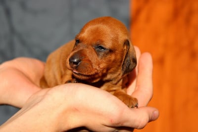 Les chiots de Teckel poil ras
