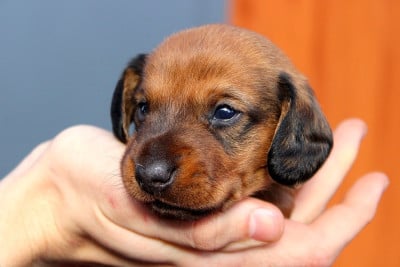 Les chiots de Teckel poil ras