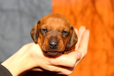 Les chiots de Teckel poil ras