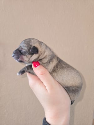 Les chiots de Spitz des Visigoths