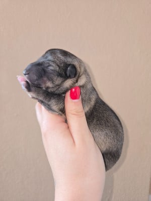 Les chiots de Spitz des Visigoths