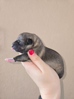 Les chiots de Spitz des Visigoths