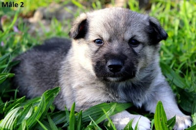 Les chiots de Spitz des Visigoths