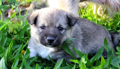 Les chiots de Spitz des Visigoths