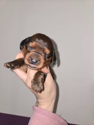 Les chiots de Teckel poil long