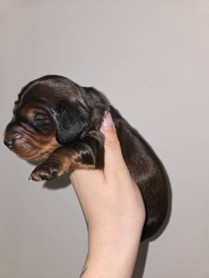 Les chiots de Teckel poil long